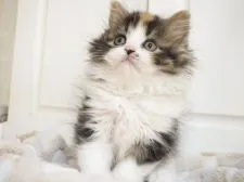 スコティッシュストレート【千葉県・女の子・2021年4月14日・ブラッククラシックトービー&ホワイト】の写真2