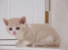 スコティッシュフォールド【千葉県・女の子・2016年12月12日・クリーム&ホワイト】の写真2
