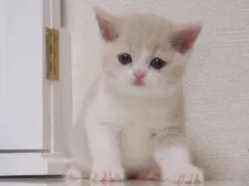 スコティッシュフォールド【千葉県・女の子・2016年12月12日・クリーム&ホワイト】の写真3