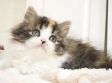 スコティッシュストレート【千葉県・女の子・2021年4月14日・ブラッククラシックトービー&ホワイト】の写真3