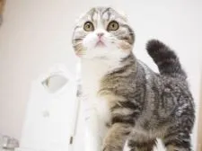 スコティッシュフォールド(折れ耳)【千葉県・男の子・2020年10月5日・ブラック(ブラウン)クラシックタビー&ホワイト】の写真3