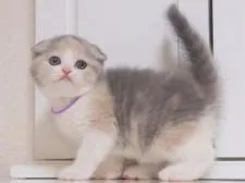 スコティッシュフォールド(折れ耳)【千葉県・女の子・2017年4月9日・ブルートーティ&ホワイト(ダイリュートキャリコ)】の写真3