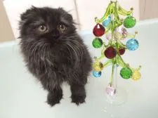 スコティッシュフォールド【千葉県・女の子・2014年9月26日・ブラックスモーク】の写真3「もうすぐクリスマスですね！」