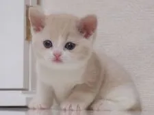 スコティッシュフォールド【千葉県・女の子・2016年12月12日・クリーム&ホワイト】の写真4
