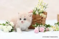 スコティッシュストレート【千葉県・男の子・2018年4月29日・】の写真4