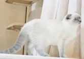 スコティッシュフォールド(折れ耳)【千葉県・女の子・2023年2月27日・】の写真4