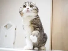 スコティッシュフォールド(折れ耳)【千葉県・男の子・2020年10月5日・ブラック(ブラウン)クラシックタビー&ホワイト】の写真4