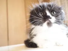 スコティッシュフォールド(折れ耳)【千葉県・男の子・2021年6月28日・ブラック&ホワイト】の写真5
