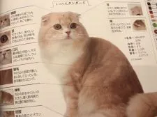 スコティッシュフォールド【千葉県・女の子・2016年10月9日・】の写真5「パパのマシューです。日本と世界の猫のカタログ2017に掲載して頂きました💕」
