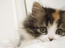 スコティッシュストレート【千葉県・女の子・2021年4月14日・ブラッククラシックトービー&ホワイト】の写真5