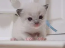 ラグドール【千葉県・男の子・2016年10月17日・ブルーポイントミテッド】の写真5