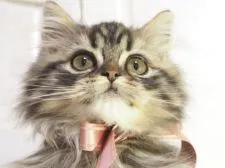 スコティッシュストレート【千葉県・男の子・2019年9月6日・ブラック(ブラウン)クラシックタビー】の写真5