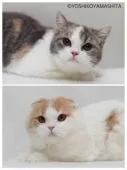 スコティッシュフォールド【千葉県・男の子・2015年3月28日・】の写真5「ママ(上)とパパ(下)です。」