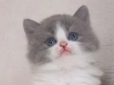 スコティッシュストレート【千葉県・男の子・2017年3月16日・ブルー&ホワイト】の写真5