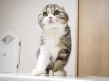 スコティッシュフォールド(折れ耳)【千葉県・男の子・2020年10月5日・ブラック(ブラウン)クラシックタビー&ホワイト】の写真5