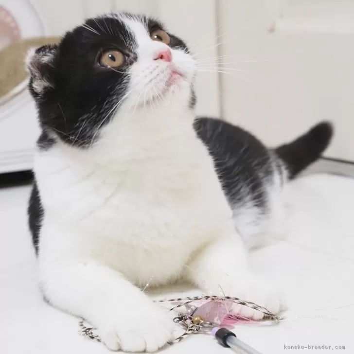 ID：2510-00019の子猫