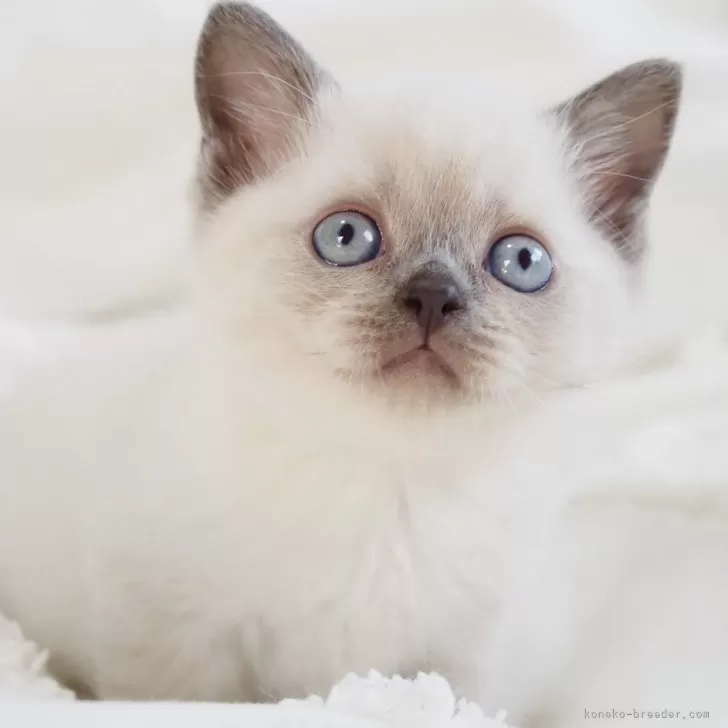 ID：2603-00629の子猫
