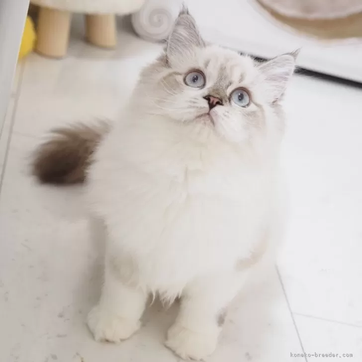 ID：2505-01773の子猫