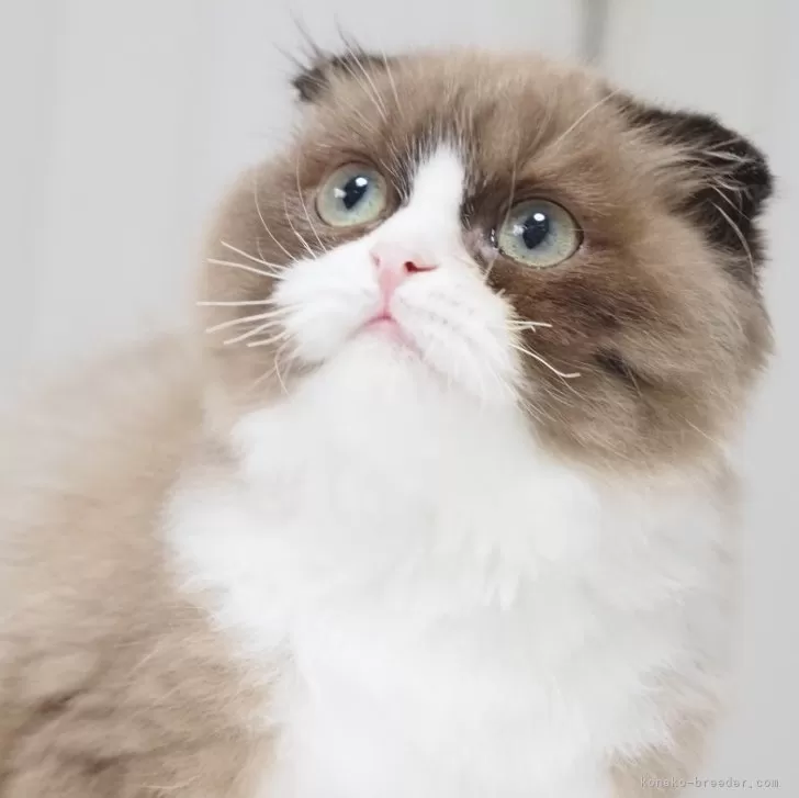 スコティッシュフォールド(折れ耳)【千葉県・男の子・2025年3月25日・シールミンク&amp;ホワイト】の写真1「兄弟遊びでおヒゲがだいぶ短くなってしまいましたが、生え変わりますのでご安心ください(^^)」