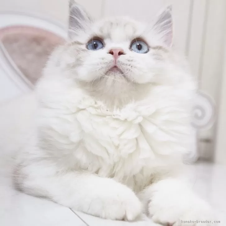 ID：2509-02051の子猫