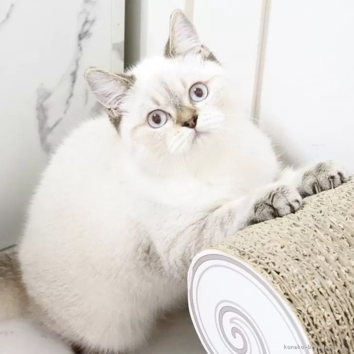 スコティッシュストレート【千葉県・男の子・2025年4月10日・シールタビーポイント】の写真1