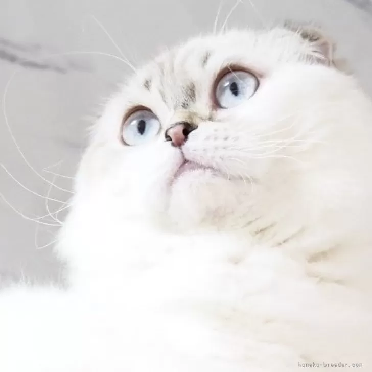 Y.S 様のお迎えした子猫