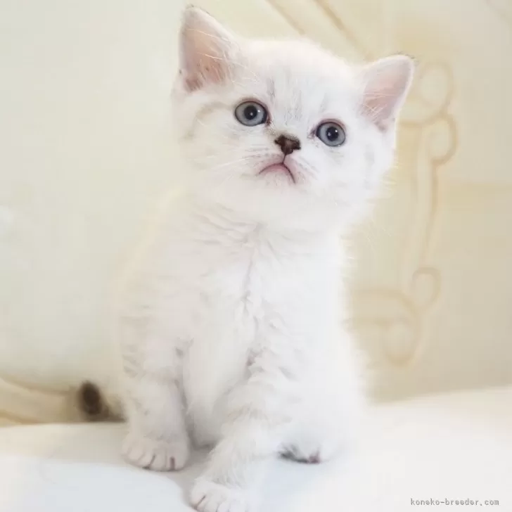 スコティッシュストレート【千葉県・女の子・2025年12月18日・シールタビーポイント&amp;ホワイト】の写真1