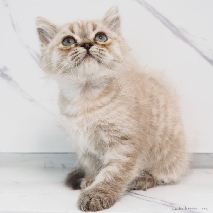 K.I 様のお迎えした子猫