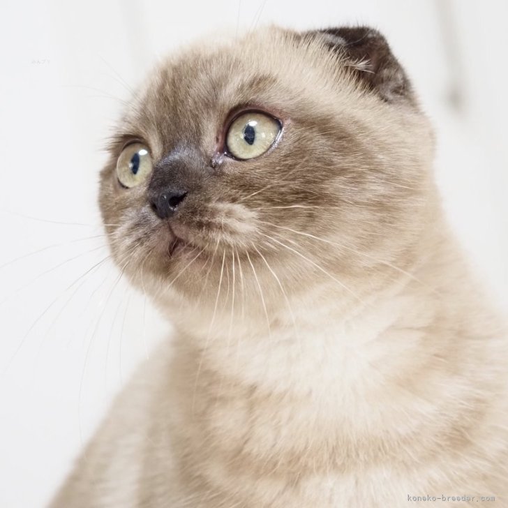 ブリーダー画像