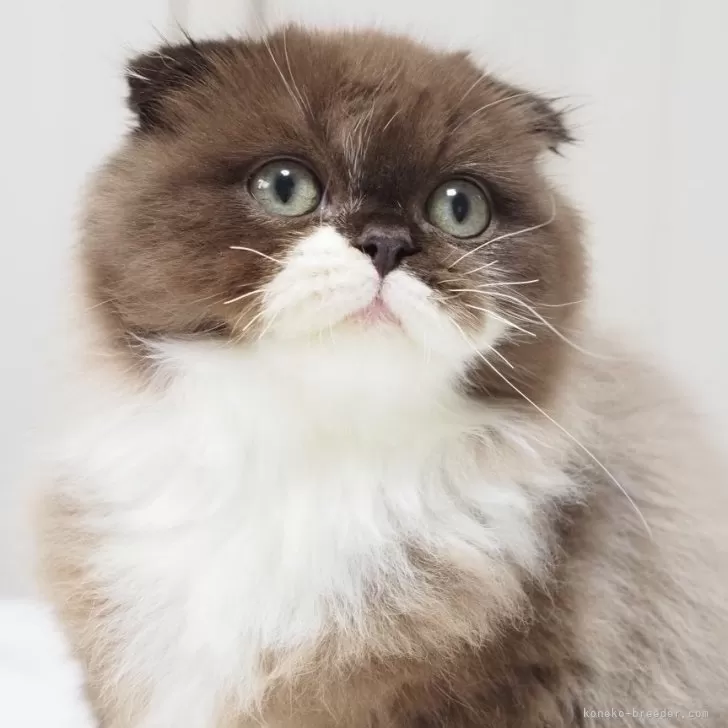 ID:2507-03188の子猫