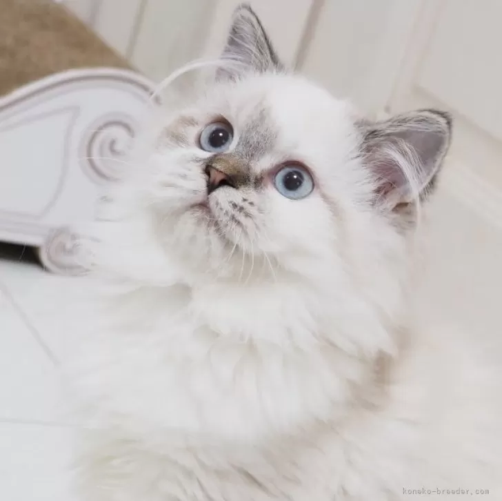 ID：2505-01771の子猫