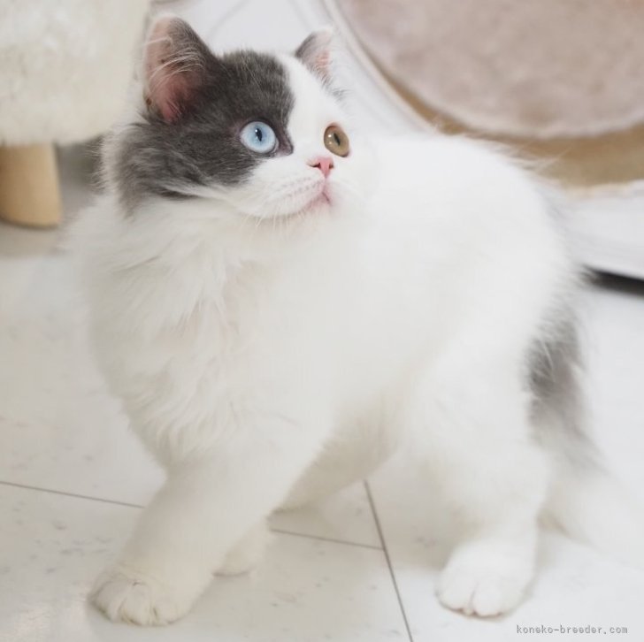 入手困難 アイリッシュドレスデン 猫 置物 アイルランド製 ブルー　青色　ネコ 入手困難 アイリッシュドレスデン 猫 置物 アイルランド製 ブルー 青色