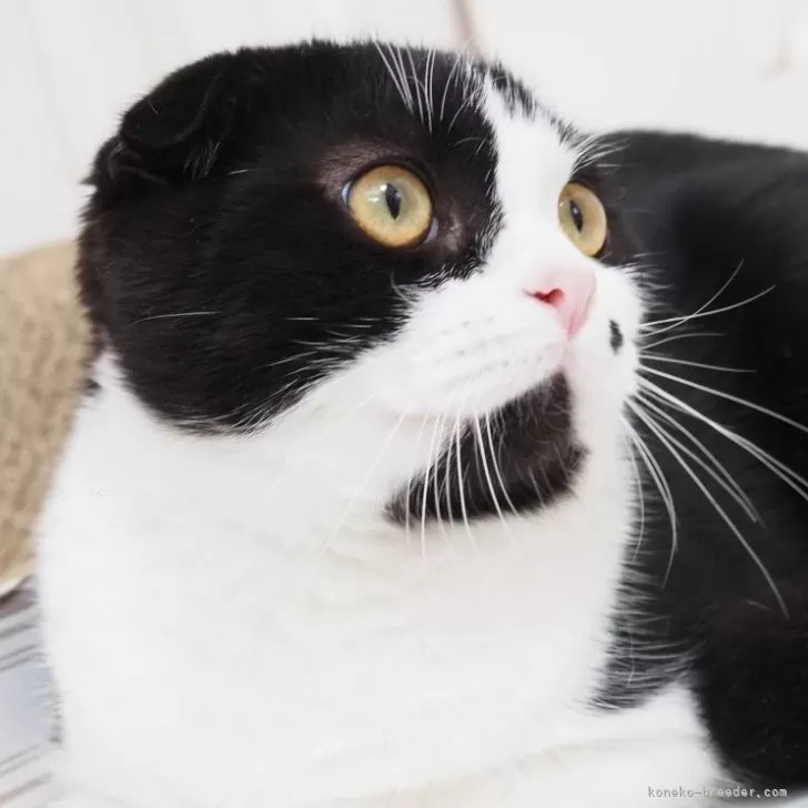 ID：2503-00694の子猫