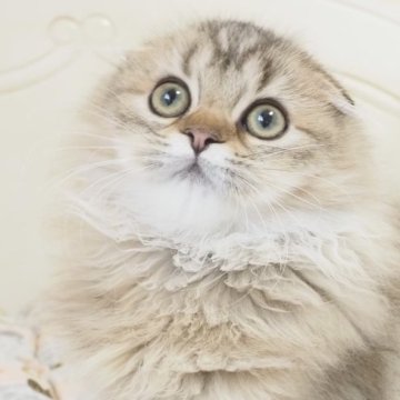 極希少 Tiffany&Co. ティファニー スコティッシュ テリア アクセサリー
