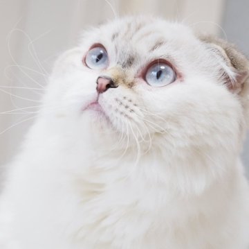 スコティッシュフォールド(折れ耳)【千葉県・男の子・2025年4月21日・シールタビーポイント&ホワイト（ロングヘア）】の写真「美しすぎる青い瞳の王子様♪(去勢手術済みです)」