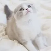 スコティッシュフォールド(折れ耳)