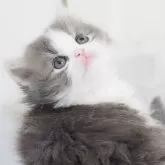 スコティッシュフォールド(立ち耳)