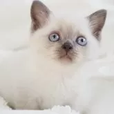 スコティッシュストレート