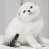 スコティッシュフォールド(折れ耳)