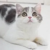 スコティッシュストレート