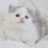 スコティッシュストレート
