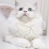 スコティッシュストレート