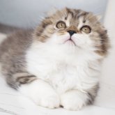 スコティッシュフォールド
