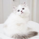 スコティッシュストレート