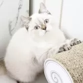 スコティッシュストレート