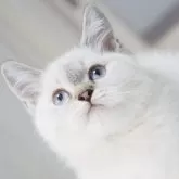 スコティッシュストレート