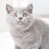 スコティッシュストレート