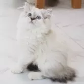 スコティッシュストレート