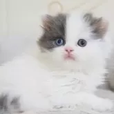 スコティッシュフォールド(折れ耳)