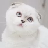 スコティッシュフォールド(折れ耳)